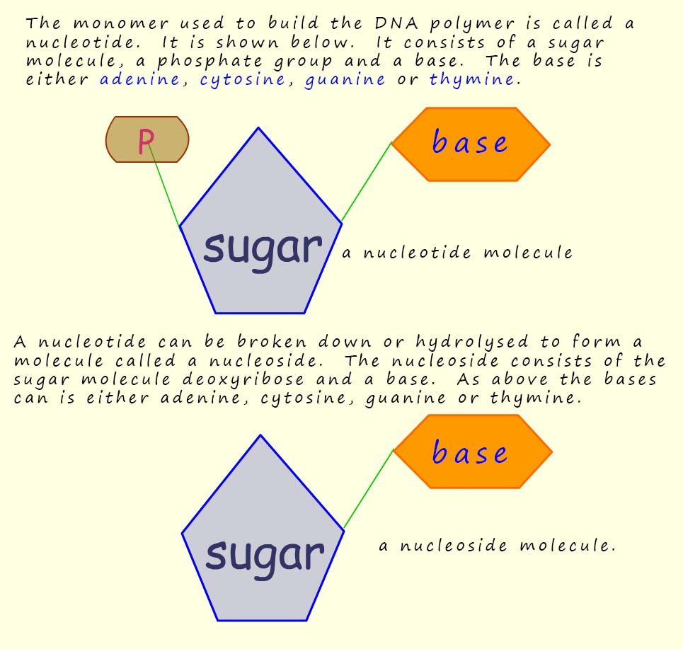 Model of the structure of nucleotides and nucleosides found in DNA.